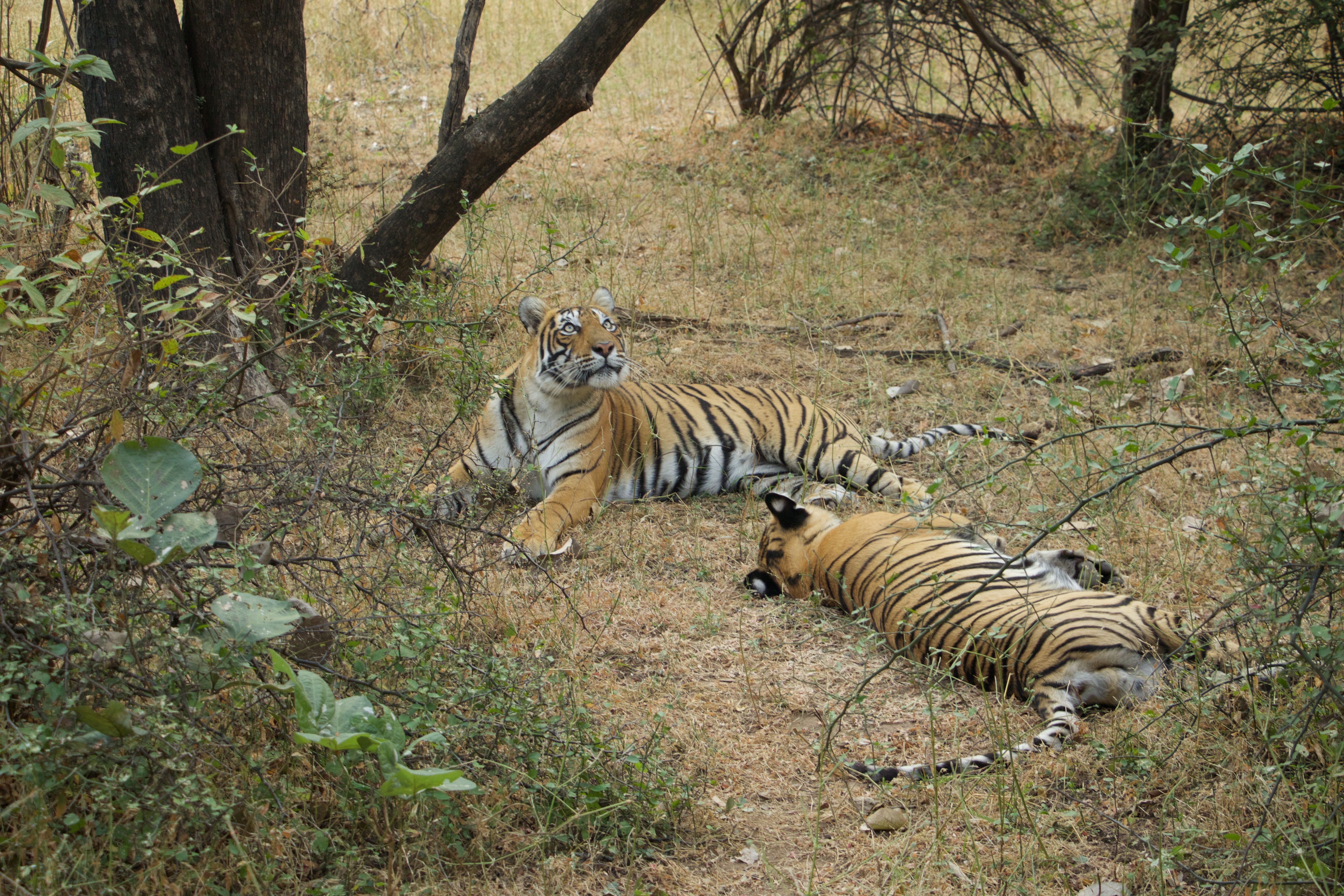 Resort in Ranthambore